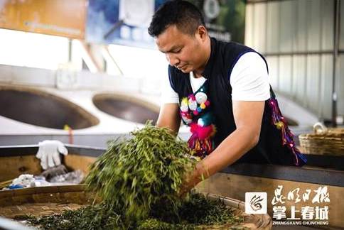 关于云南春茶逐渐上市！古树茶持续“发烧”有机茶渐行渐稳的热门消息(1)