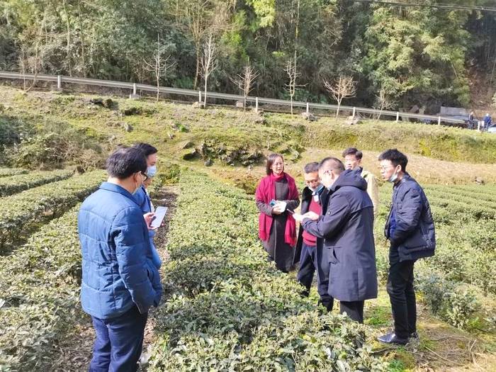 有关于新春喜报:2021恩施硒茶春茶开称啦!的最新资讯(3)