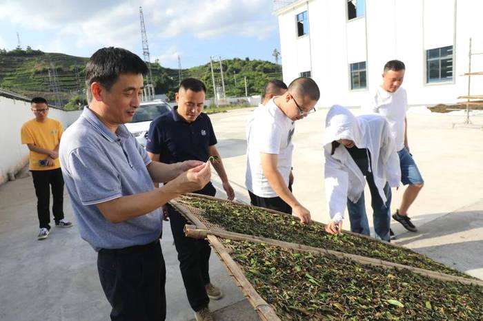 有关于蔡梅生赴点头调研生态茶园示范园茶叶发展工作的信息(2)