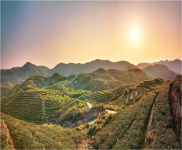 关于《诏安八仙茶》等三项团体标准研讨会在诏安召开的最新消息(2)