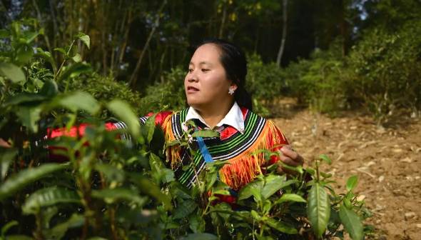 有关于春茶,一场春天里的盛事 勐海县80余万亩春茶陆续开采啦!的消息(4)