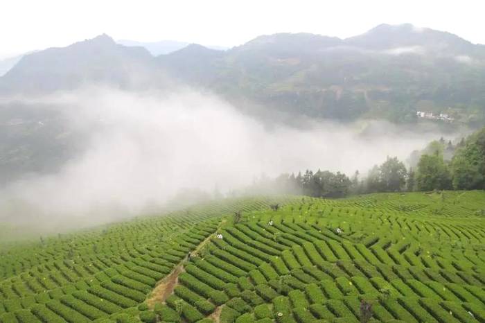 关于“恩施玉露”大做文章，品牌价值已超23亿的消息(3)