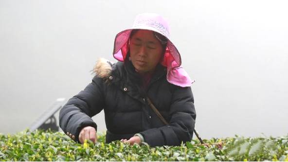关于南岳1.08万亩茶园第一批春茶采摘时节的消息(4)