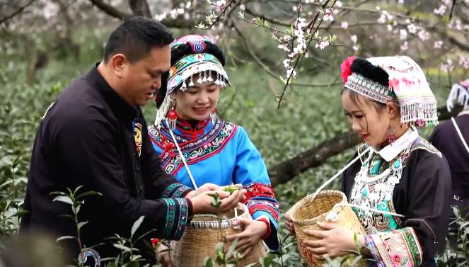 有关于普安县18.3万亩茶山 茶园百花开 花中采春茶的热门资讯(2)