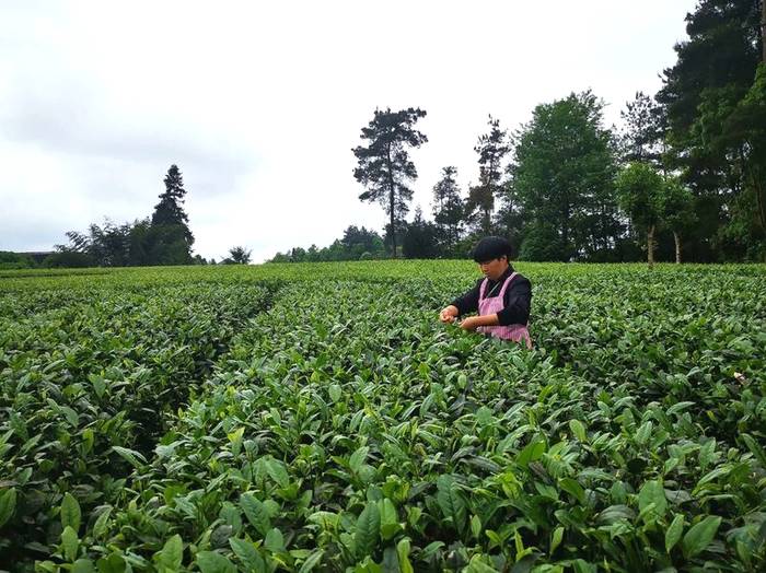 关于湄潭：以路为媒、以路助茶、以茶促旅、以旅兴茶的消息(2)