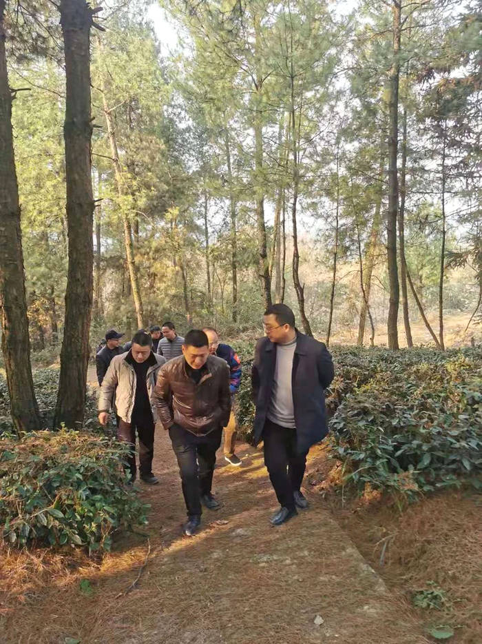 有关于四川省茶叶行业协会一行调研广安茶产业发展规划的最新资讯(10)