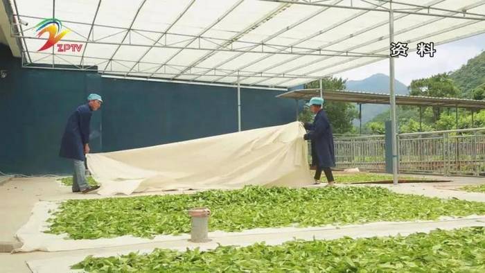 关于借鉴好经验,发展茶产业,漳平市举行茶叶绿色高质高效技术培训班的热门信息(1)