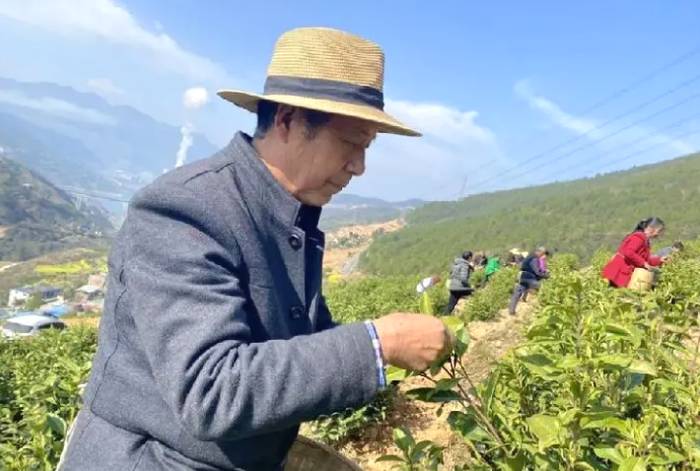关于三峡库区:发展茶产业 绿了山头甜上心头的热门新闻(1)