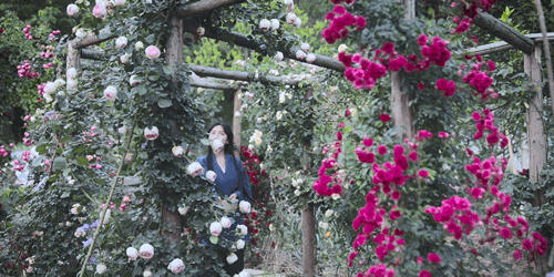 有关于李子柒：深深扎根在中华土地上，历久弥新的茶文化的资讯(1)