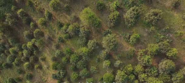 有关于倚邦茶山：春茶丰产采收忙 品质优良价格稳中有升的最新消息