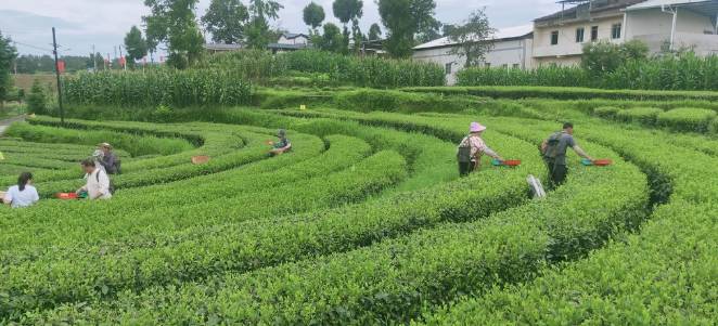 有关于平昌县:一村庄茶园年产值上千万元,带动2892人增收的热门新闻(1)