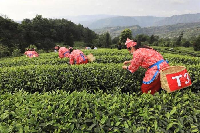 有关于屏山双峰村：人山人海，都奔着一缕茶香而来的资讯(6)