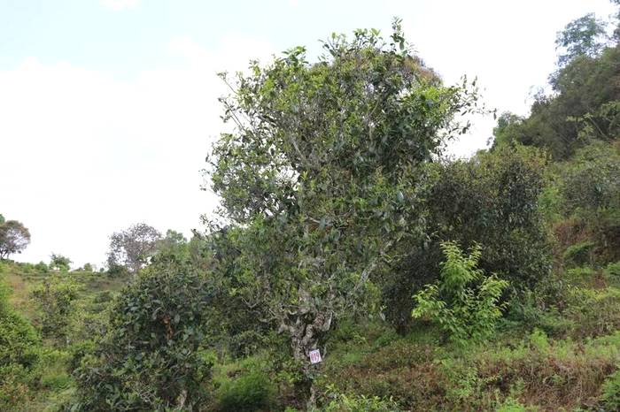 关于墨江新抚镇:春茶岭上香 茶农采摘忙碌碌的资讯(8)