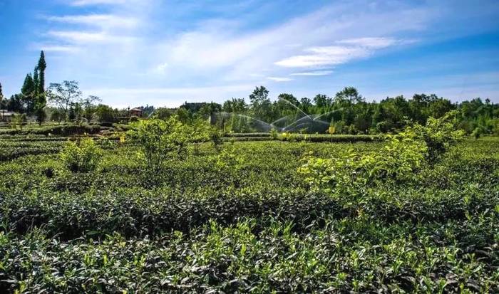 关于雅安：来！茶海冲浪 杯中有你 追逐春天的丝滑的最新消息(7)