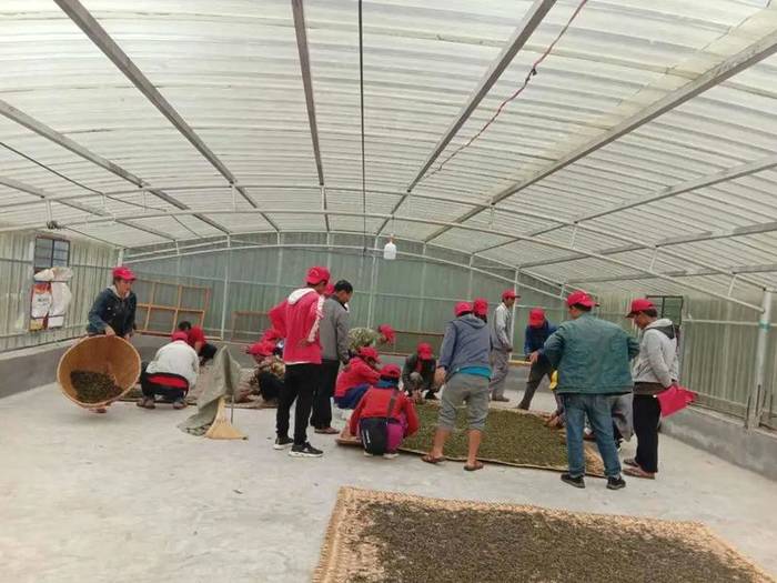 关于墨江新抚镇:春茶岭上香 茶农采摘忙碌碌的资讯(13)