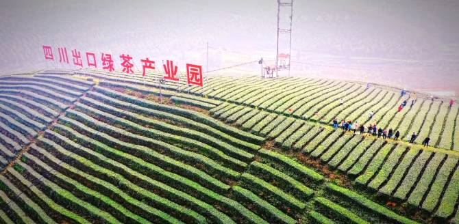 关于夹江​新场镇：植树植出新希望 采茶助力农民增收的资讯(7)