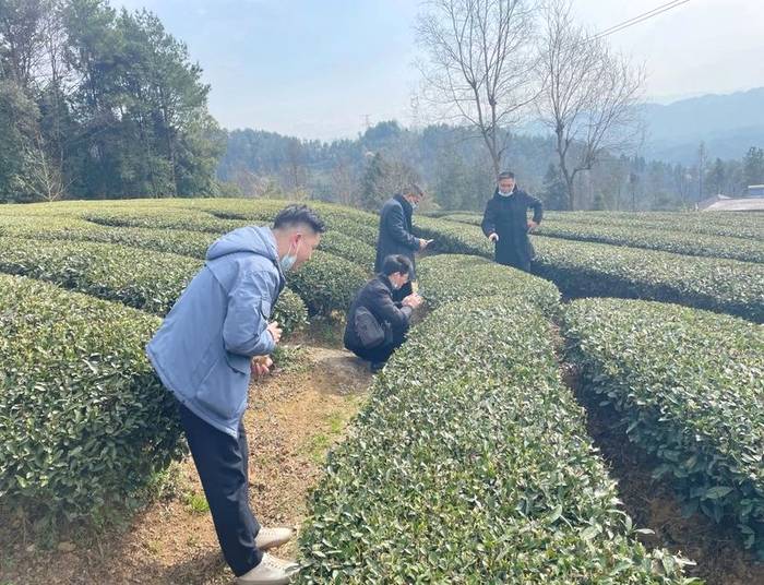 有关于新春喜报:2021恩施硒茶春茶开称啦!的最新资讯(4)