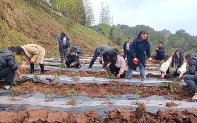 关于3月12吉首市太平镇：春光正明媚 干群种茶忙的热门资讯(1)