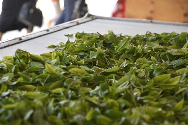 关于200万吨库存茶根本喝不完!谁能引领中国茶叶第三次产业革命?的消息(7)