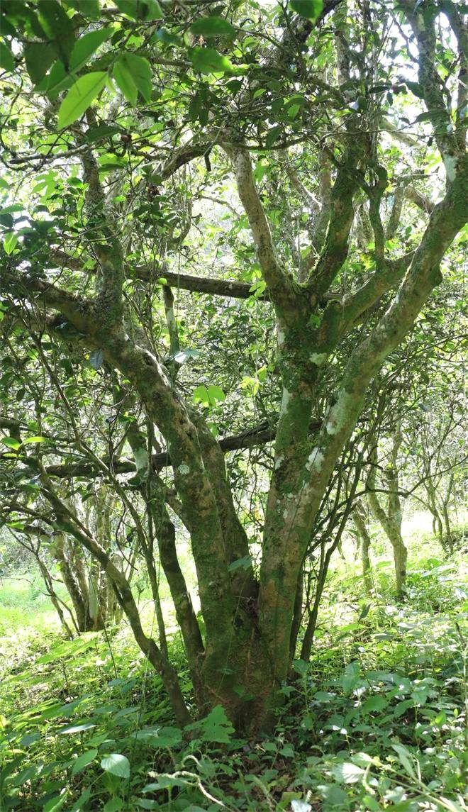 有关于普洱市：思茅区思茅港镇召开茨竹林村老安寨古茶首届春茶开采节的最新消息(3)