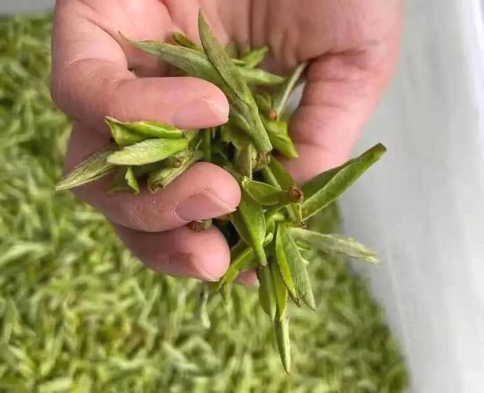 关于白茶涨势明了：涨幅最高达50%，且入局者越来越多！的资讯(2)