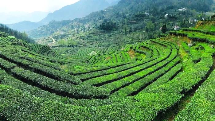 关于56000次采摘方得1斤!火出国门的三峡毛尖,天然清香!的最新资讯(3)