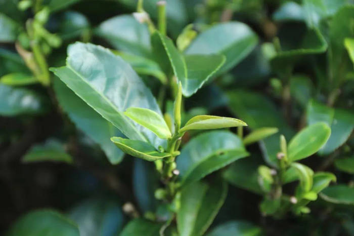 有关于产销齐增近两成,今年春茶产销两旺迎来“开门红”的热门资讯(2)