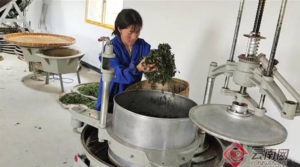 有关于红河八角村500余亩茶叶进入采摘旺季 助农增收的信息