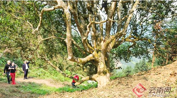 有关于文山西畴“白毛茶王”开采 揭开了坪寨古茶山春茶开采的序幕的最新消息(1)