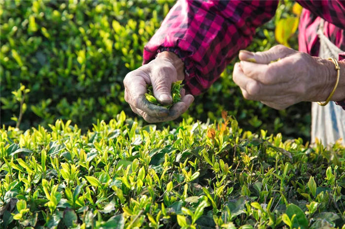 有关于泰顺筱村镇：葛垟茶场春欲暮 客来烹茶三杯香的消息(5)