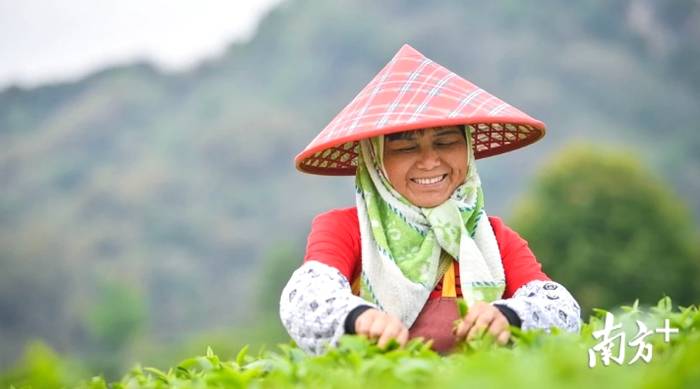 有关于4月1日即将举办英德红茶头采春茶节活动的资讯(1)