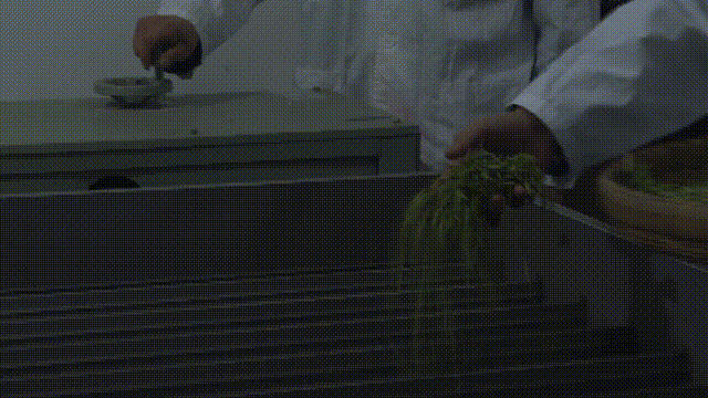 关于四川剑阁县:开采!春暖茶飘香 剑门山区茶农采茶忙的资讯(6)