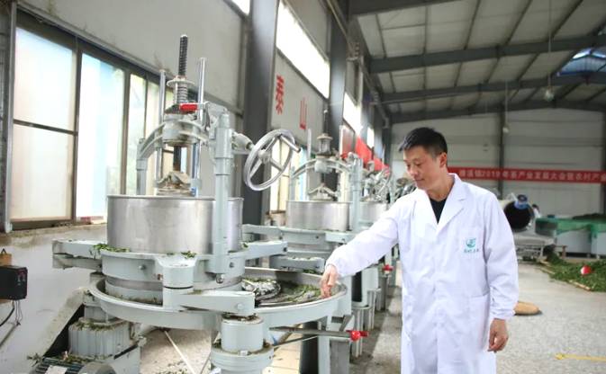 关于1650吨!2000万元!印江22.21万亩茶园迎来丰收的新闻(3)