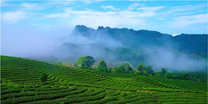 有关于宜宾这片茶园长出了一条“轻轨”！载重可达450公斤！的新闻(3)