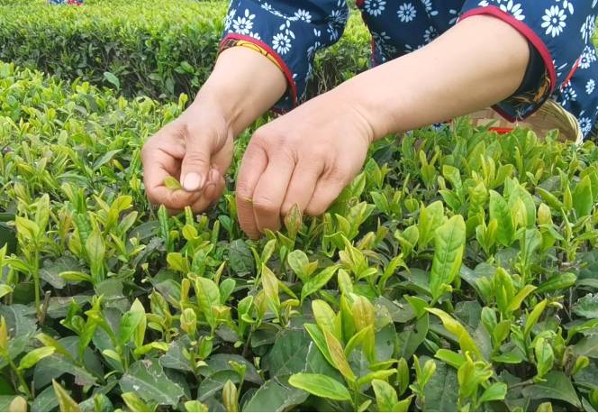 关于乐山市：小凉山采茶节开幕 马边绿茶团体标准正式发布的热门资讯