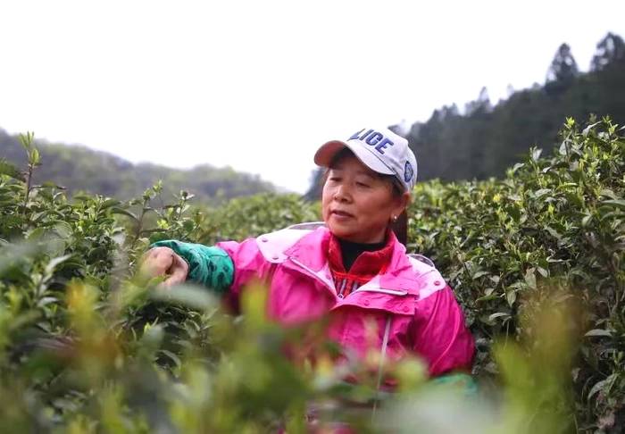 关于宽阔水4000余亩野生茶树 茶品已走向全国的新闻(1)