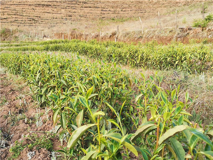 关于云南剑川县丰登村：小茶叶鼓起群众钱袋子的资讯(1)