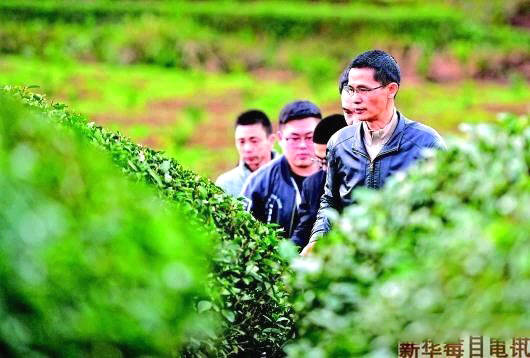 有关于闽茶界的“福星”！福建省今年将实现科特派创业和技术服务行政村全覆盖的最新信息(1)