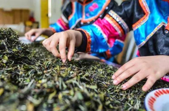 有关于建阳区漳墩镇:多措并举 推动白茶产业发展的最新信息(2)