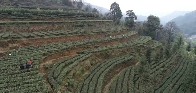 有关于兴隆乡大田村：阳春三月好风光 群众山上采茶忙的最新消息(1)