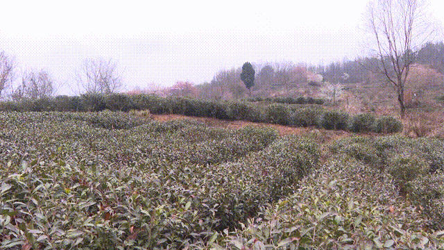 关于四川剑阁县:开采!春暖茶飘香 剑门山区茶农采茶忙的资讯(4)