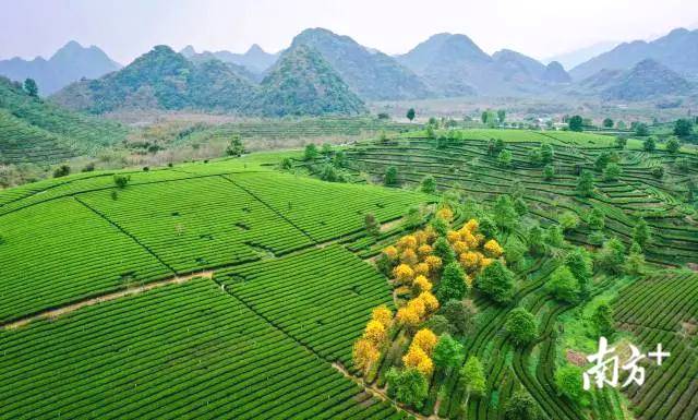有关于春茶品“鲜”正当时，英德红茶四月初将全面开采的消息(5)