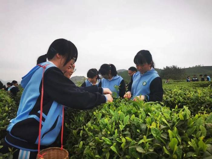 有关于亲近自然、拥抱茶园|“林城苗苗+茶叶研究所”茶研学进行时的最新资讯(5)