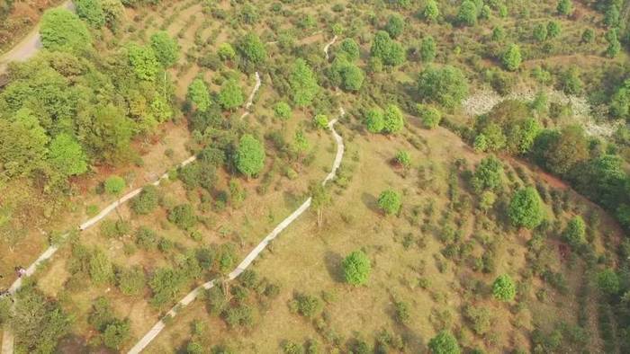 有关于墨江米地古树茶开采 拍卖所得28万元全部捐赠的最新信息(14)