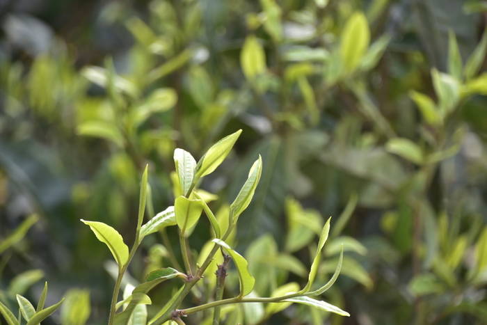 有关于绿了群山 富了乡亲——看陕南茶山如何变“金山”的热门资讯