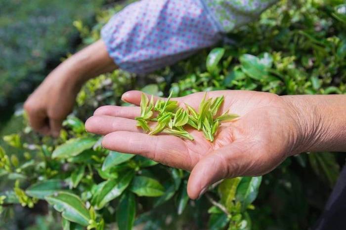 关于56000次采摘方得1斤!火出国门的三峡毛尖,天然清香!的最新资讯(7)