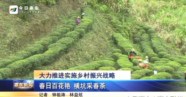 关于惠州横坑新茶飘香茶农乐 成为脱贫致富新路子的热门资讯