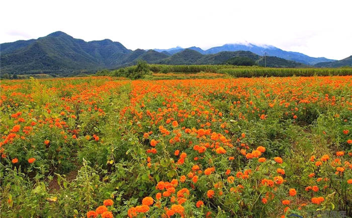 有关于2021年农业农村部重点扶持这样28个项目的最新信息(5)