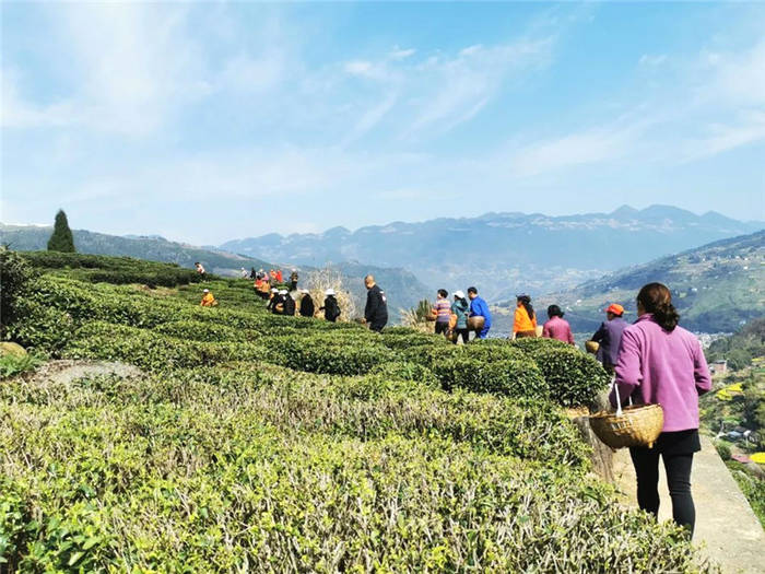 关于重庆巫山:乡村振兴新篇章! 福田镇茶叶种植增收上千万元的新闻(1)