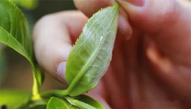 有关于【茶友网】茶迎新年！2021，我们一起“牛”转乾坤！的最新信息(1)